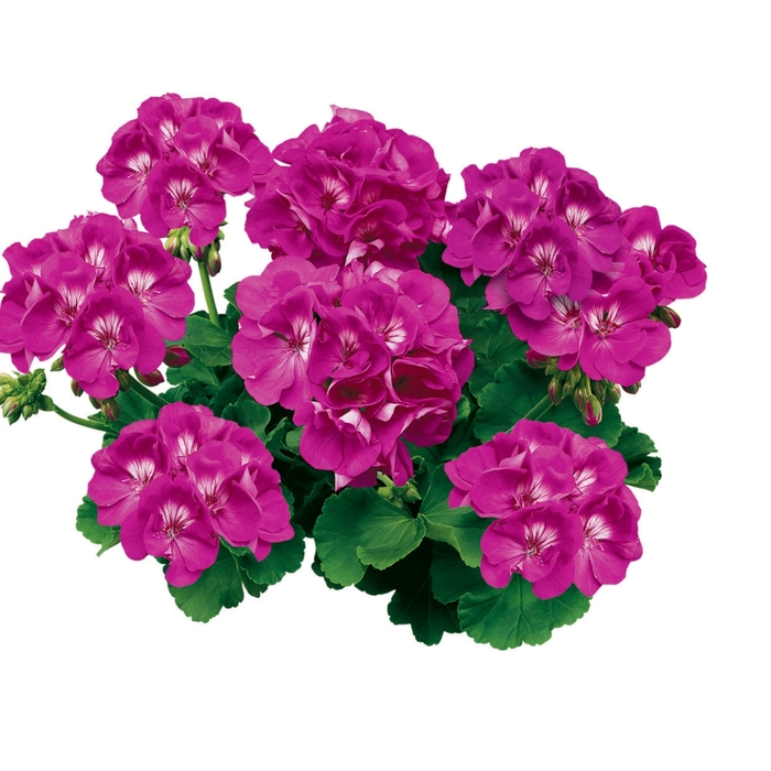 Zonal Geranium - Pelargonium x hortorum 'Americana Orchid' from Sloat Gardens