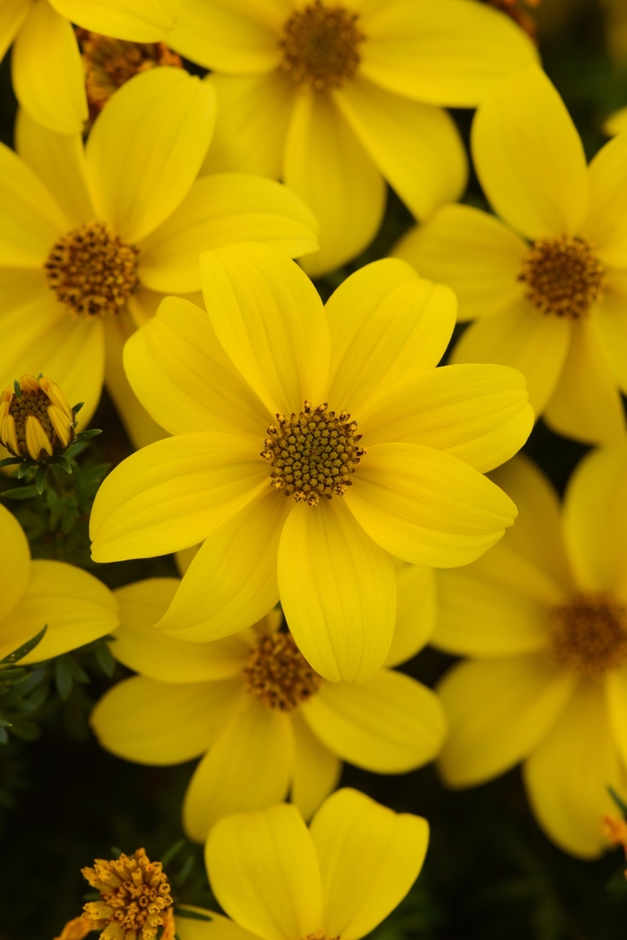  Sun Drop Compact Bidens - Bidens ferulifolia from Sloat Gardens