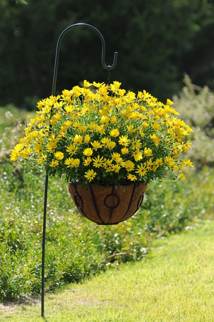 African Daisy - Osteospermum hybrida 'Voltage™ Yellow' from Sloat Gardens