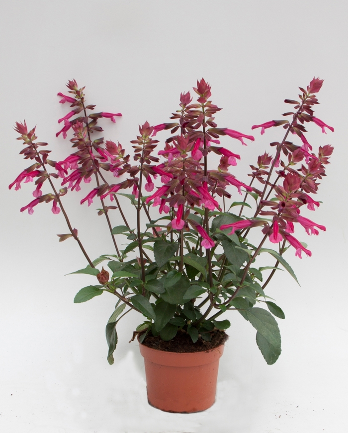 Salvia - Salvia 'Skyscraper™ Dark Purple' from Sloat Gardens