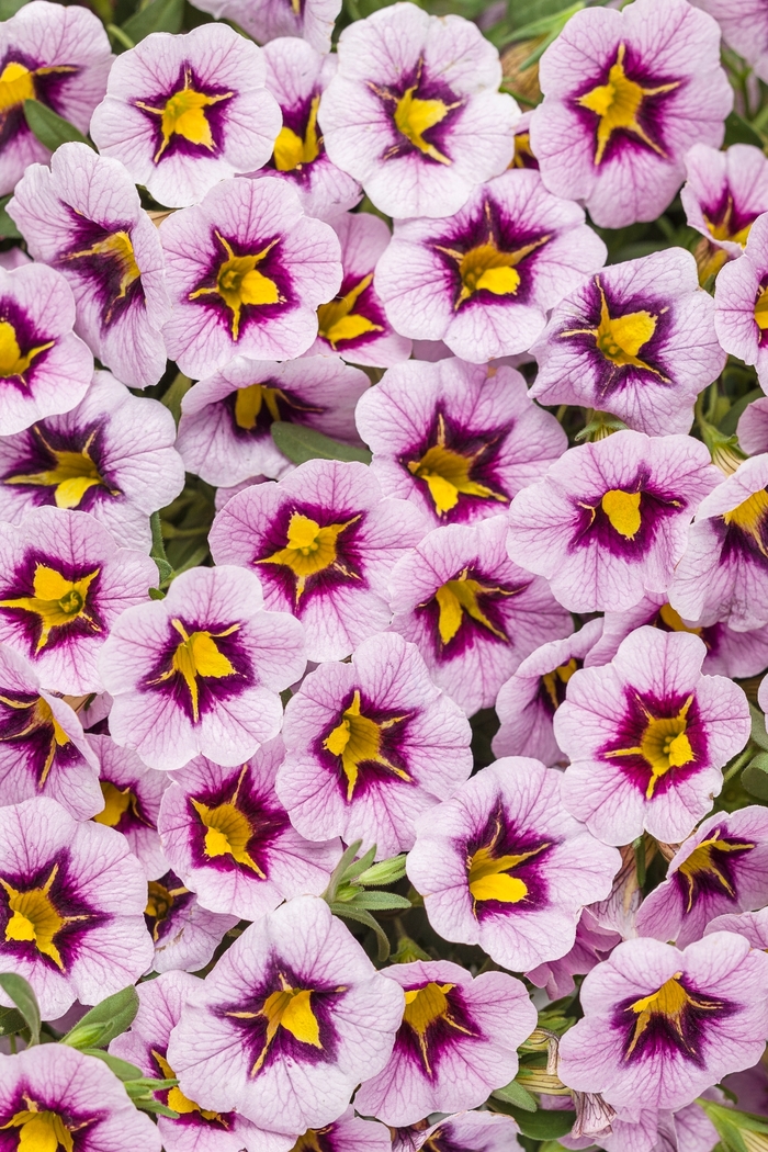 Superbells® Morning Star™ - Calibrachoa hybrid from Sloat Gardens