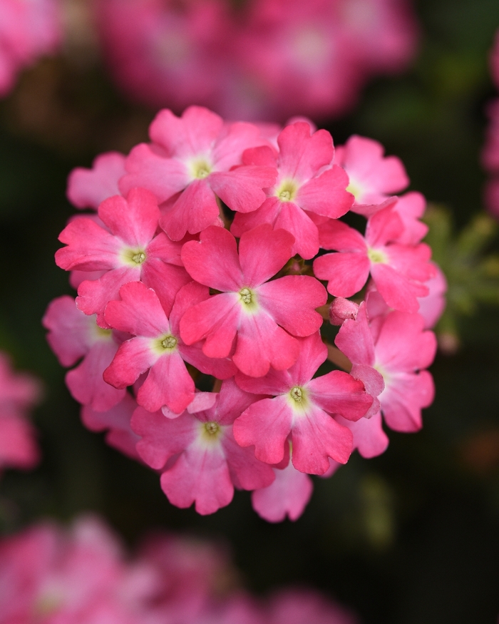 Verbena - Verbena peruviana 'Firehouse™ Pink Improved' from Sloat Gardens