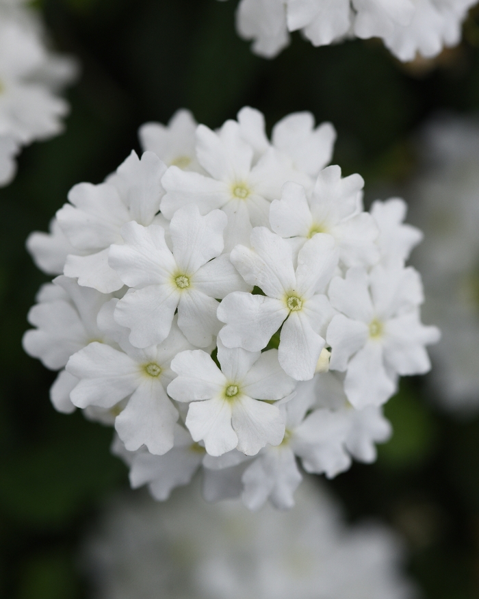 Verbena - Verbena peruviana 'Firehouse™ White Improved' from Sloat Gardens