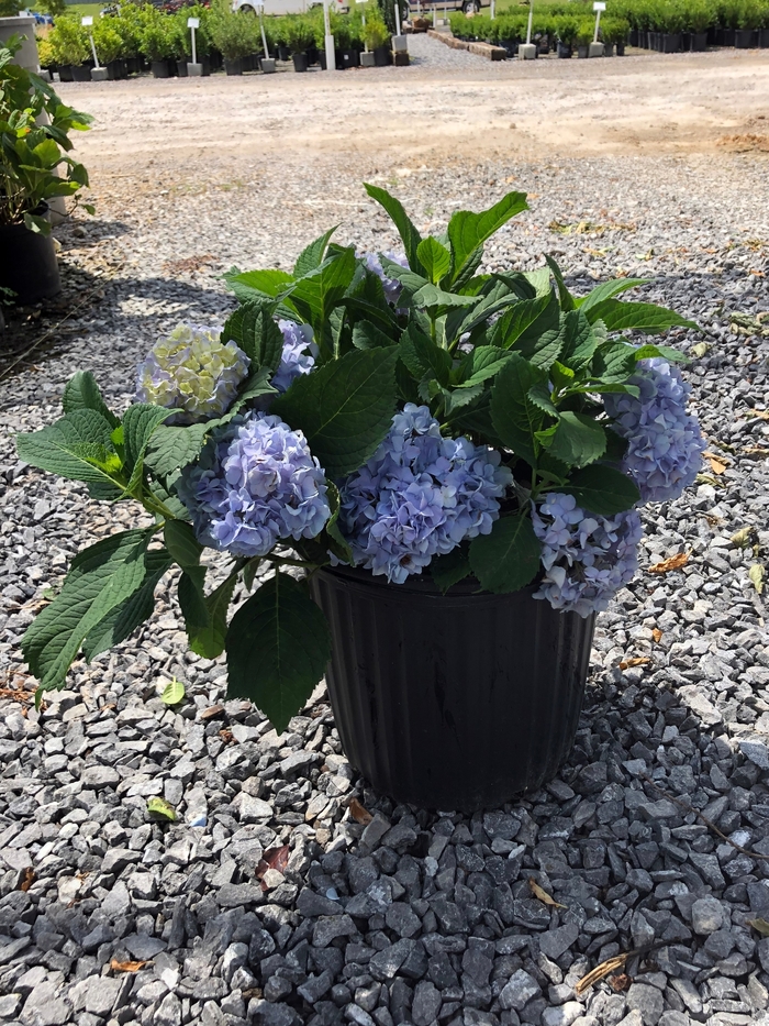 Bigleaf Hydrangea - Hydrangea macrophylla 'Nikko Blue' from Sloat Gardens