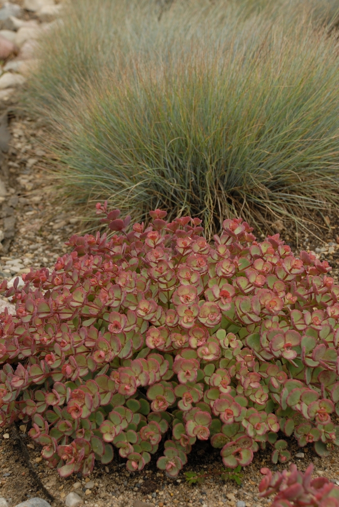Stonecrop - Sedum sieboldii from Sloat Gardens