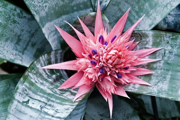 Bromeliad - Aechmea from Sloat Gardens
