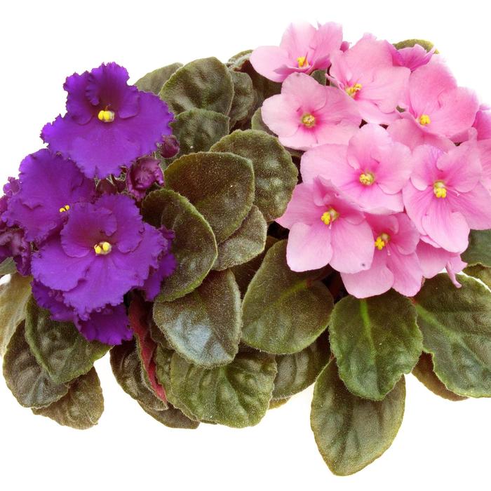 African Violet - Saintpaulia ionantha from Sloat Gardens