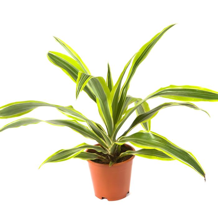 Lemon Lime Dracaena - Dracaena fragrans 'Lemon Lime' from Sloat Gardens