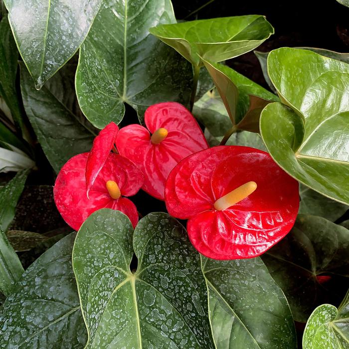 Flamingo Flower - Anthurium from Sloat Gardens