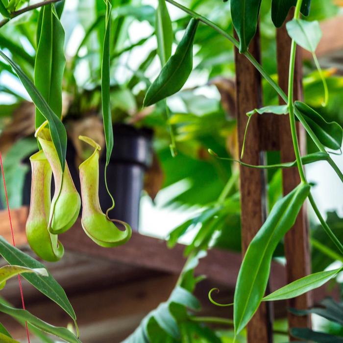 Pitcher Plant - Nepenthes from Sloat Gardens