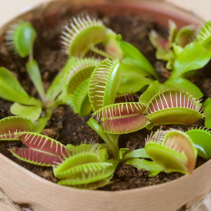 Venus Flytrap - Dionaia muscipula from Sloat Gardens