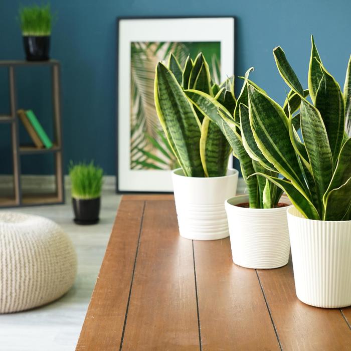 Snake Plant - Taller Varieties - Sansevieria trifasciata from Sloat Gardens
