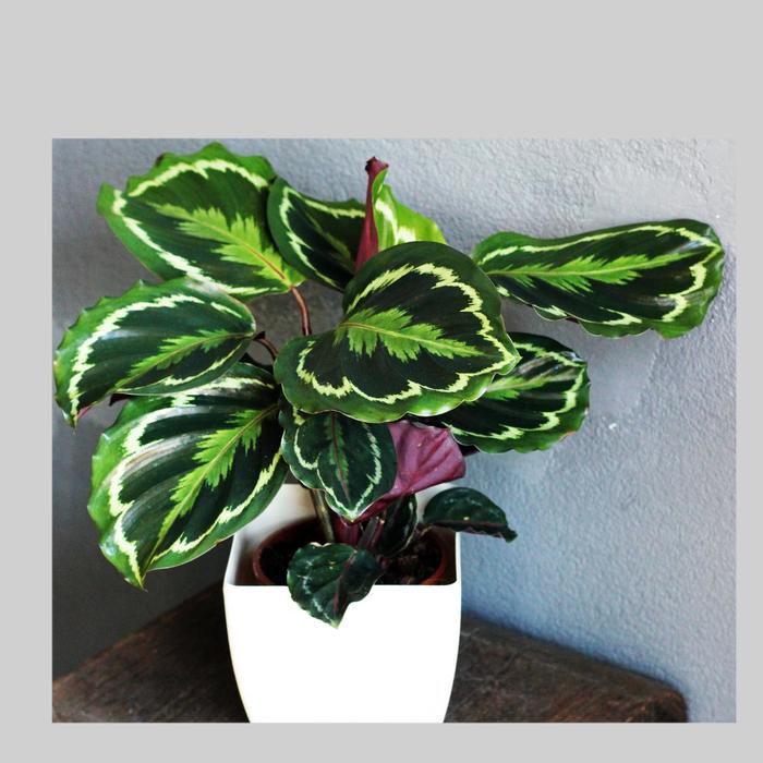 Peacock Plant - Calathea from Sloat Gardens