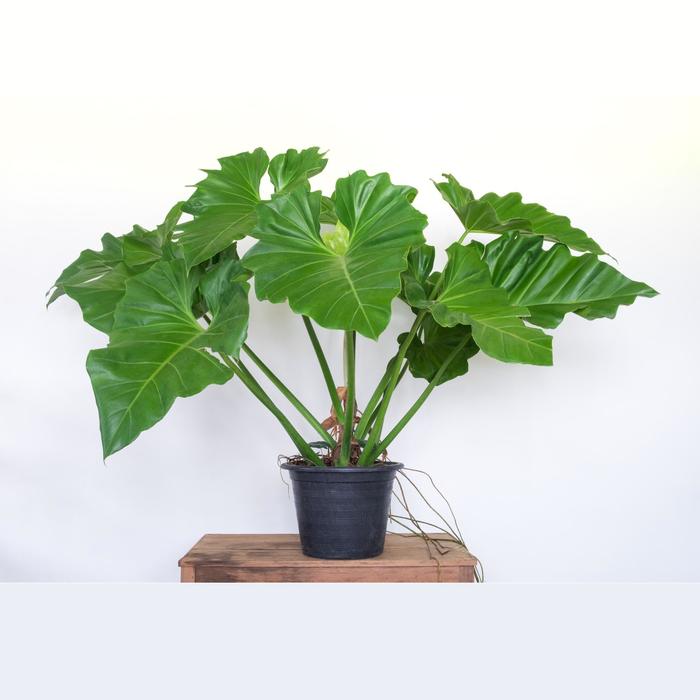 Elephant's Ear - Alocasia from Sloat Gardens