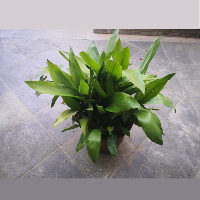Cast Iron Plant - Aspidistra elatior from Sloat Gardens
