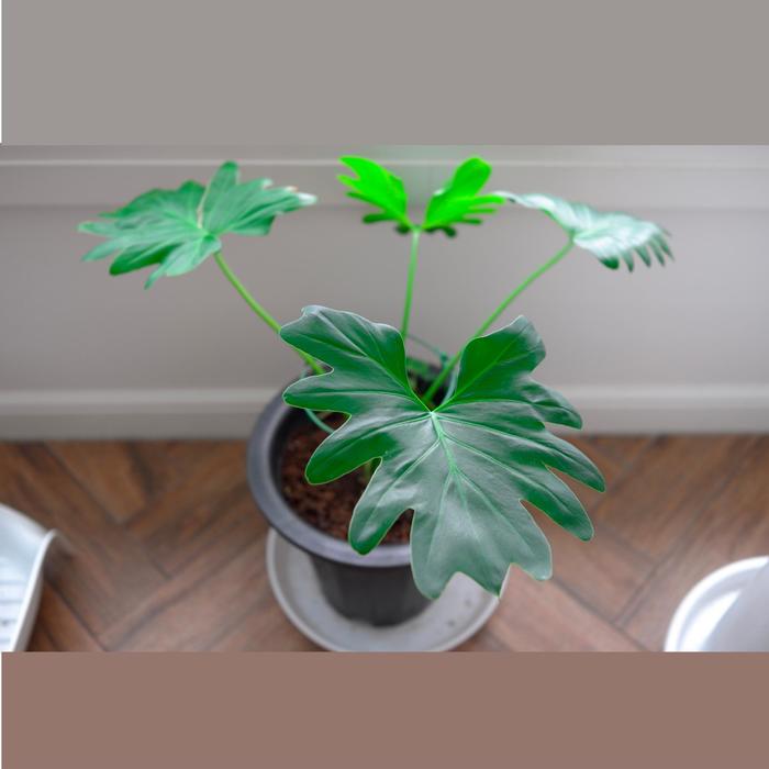 Lacy Tree Philodendron - Philodendron bipinnatifidum from Sloat Gardens
