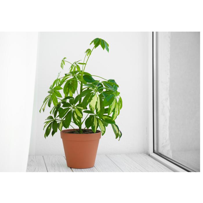 Schefflera - Schefflera from Sloat Gardens