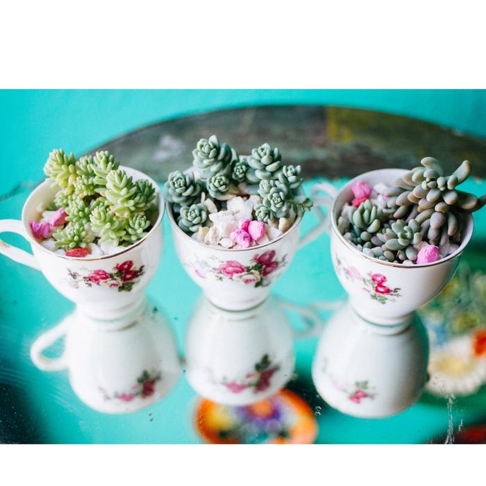 Stonecrop - Sedum from Sloat Gardens