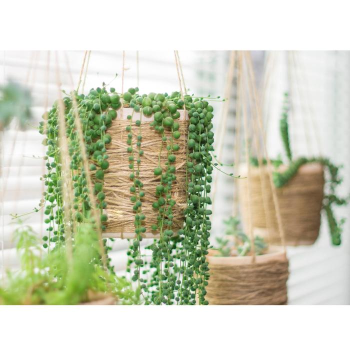 String of Pearls - Senecio rowleyanus from Sloat Gardens
