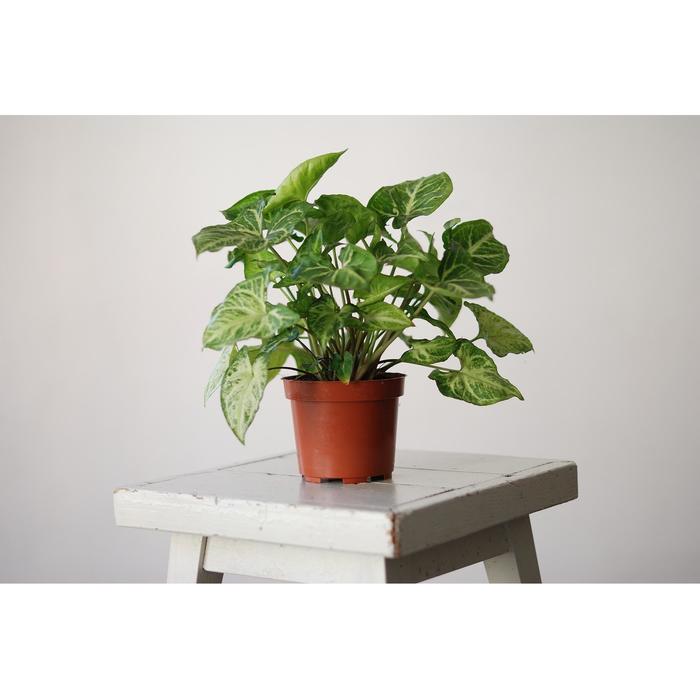 Arrowhead Plant - Syngonium podophyllum from Sloat Gardens
