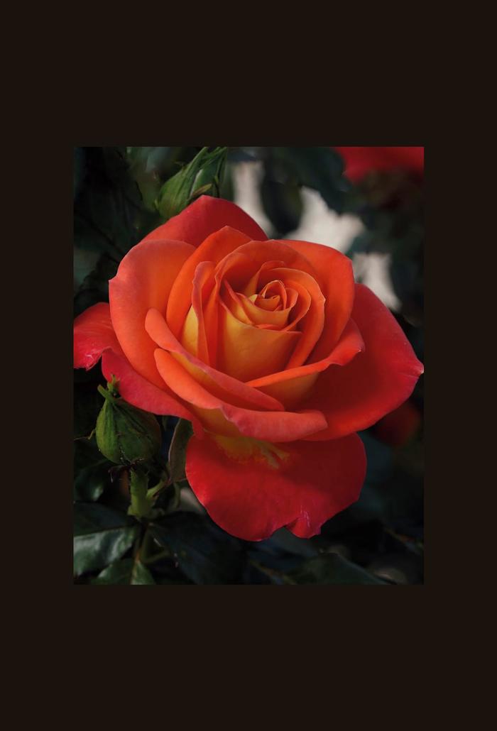 Burst of Joy Rose - Rosa Floribunda 'Burst of Joy' from Sloat Gardens