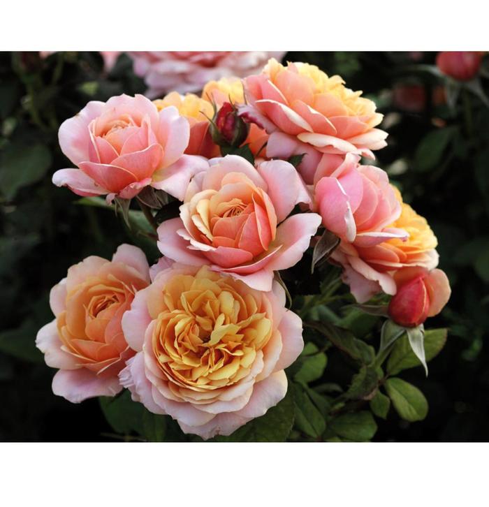 State of Grace Rose - Rosa Grandiflora 'State of Grace' from Sloat Gardens
