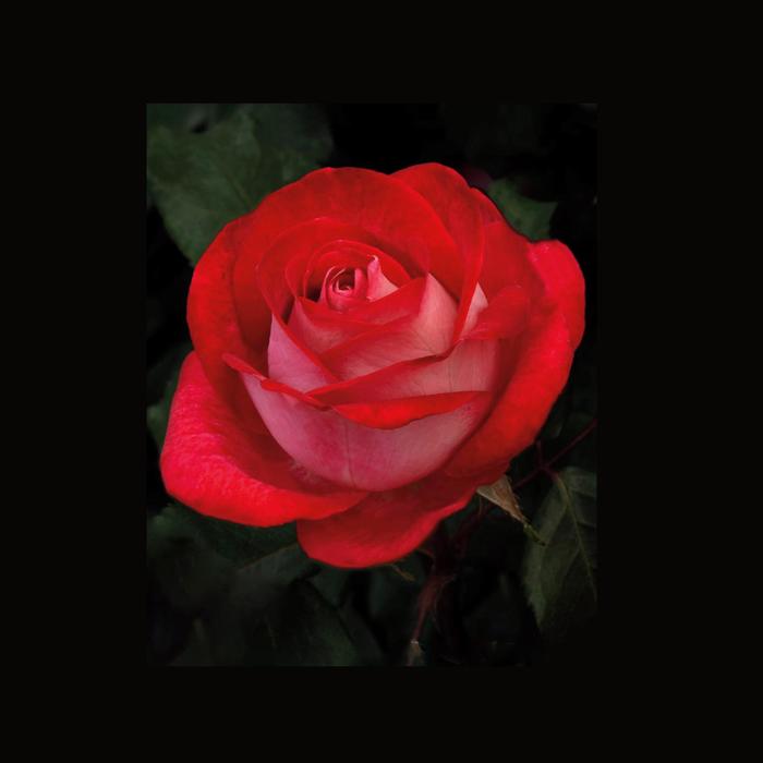 Love at First Sight Rose - Rosa hybrid tea 'Love at First Sight' from Sloat Gardens