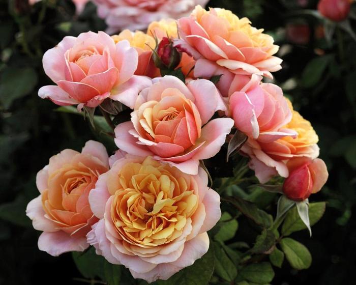 All Dressed Up Rose - Rosa Grandiflora 'All Dressed Up' from Sloat Gardens