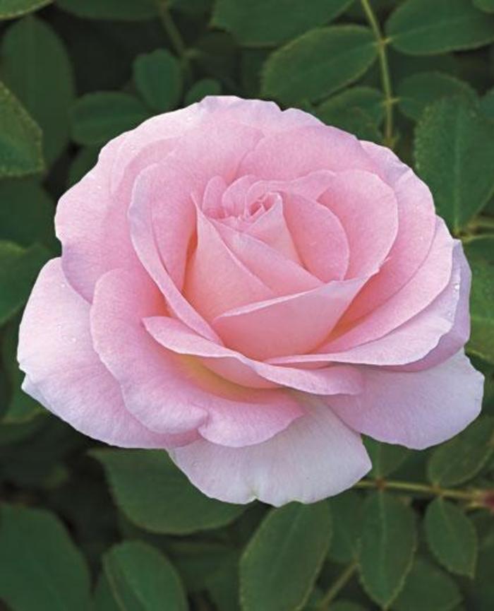 Falling in Love Rose - Rosa Hybrid Tea 'Falling in Love' from Sloat Gardens
