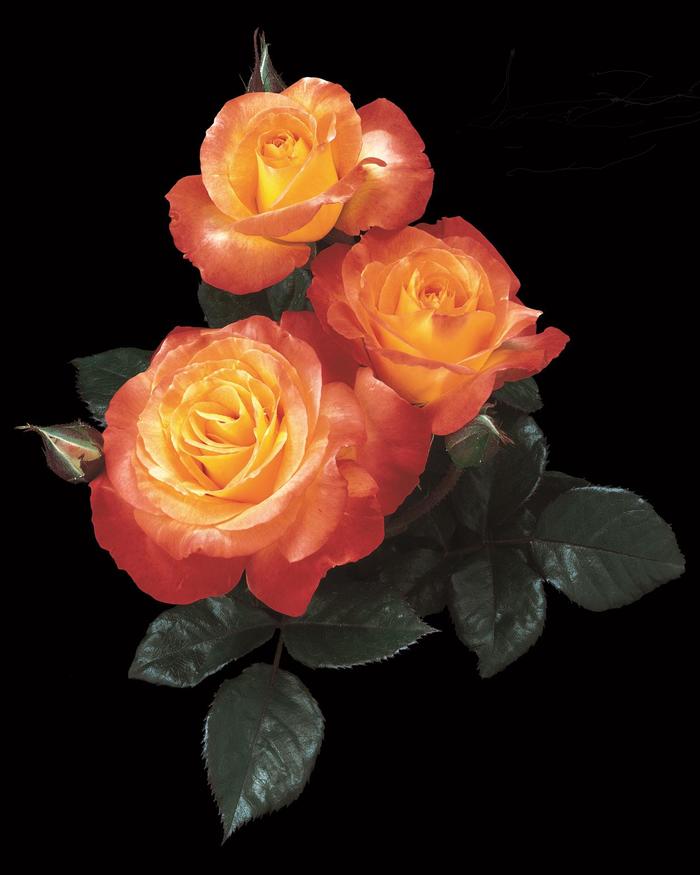 Chihuly Rose - Rosa floribunda 'Chihuly' from Sloat Gardens