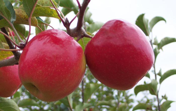 Pink Lady Apple - Malus 'Pink Lady' from Sloat Gardens
