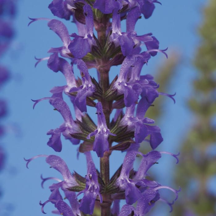 Sage - Salvia sylvestris 'Merleau Blue' from Sloat Gardens