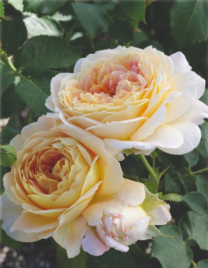 Fun in the Sun Rose - Rosa grandiflora 'Fun in the Sun' from Sloat Gardens