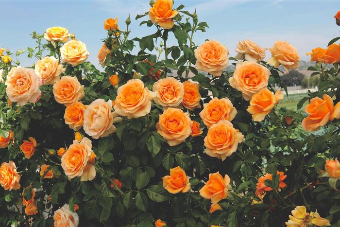 Climbing Golden Opportunity Rose - Rosa climber 'Golden Opportunity' from Sloat Gardens