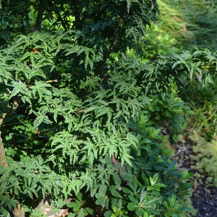 Japanese Maple - Acer palmatum 'Shishigashira' from Sloat Gardens