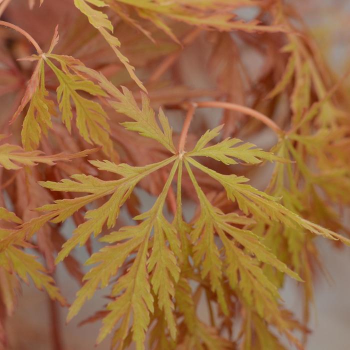 Weeping Japanese Maple - Acer palmatum dissectum ''Orangeola'' from Sloat Gardens