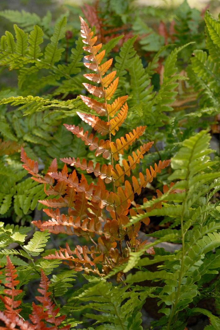 Autumn Fern - Dryopteris erythrosora 'Brilliance' from Sloat Gardens Autumn Fern - Dryopteris erythrosora 'Brilliance' from Sloat Gardens