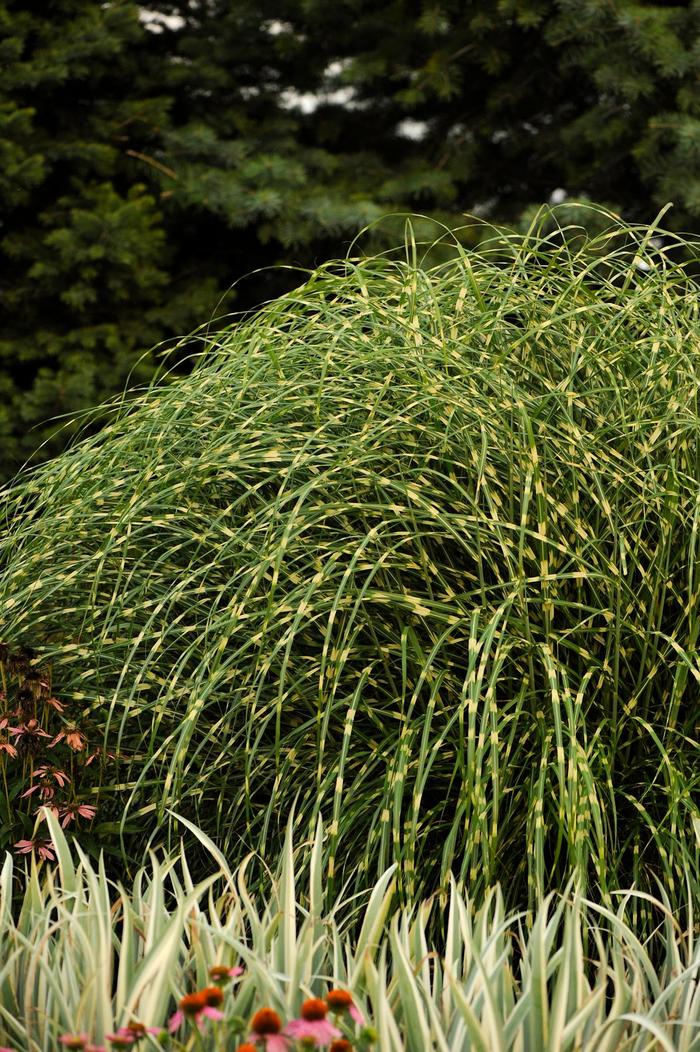 Dwarf Variegated Maiden Grass - Miscanthus sinensis 'Little Zebra' from Sloat Gardens