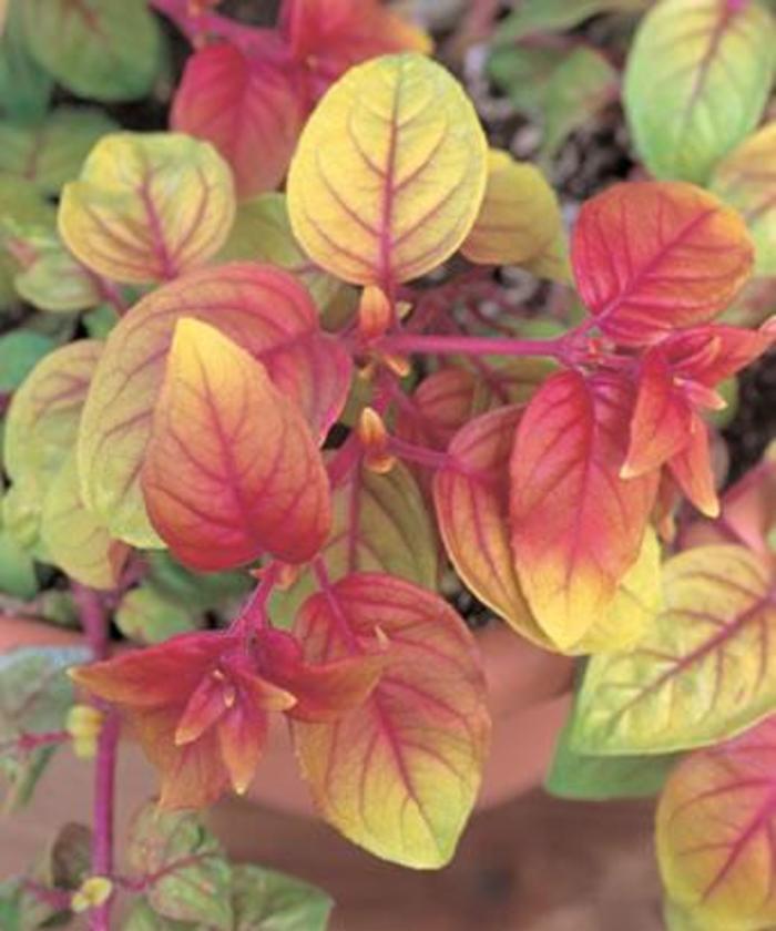 Autumnale Fuchsia - Fuchsia 'Autumnale' from Sloat Gardens