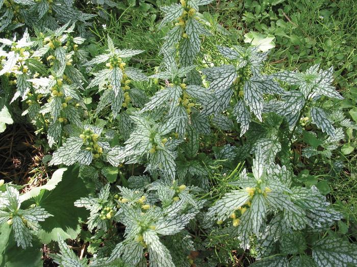 Yellow Archangel - Lamiastrum galeobdelon 'Herman's Pride' from Sloat Gardens Yellow Archangel - Lamiastrum galeobdelon 'Herman's Pride' from Sloat Gardens