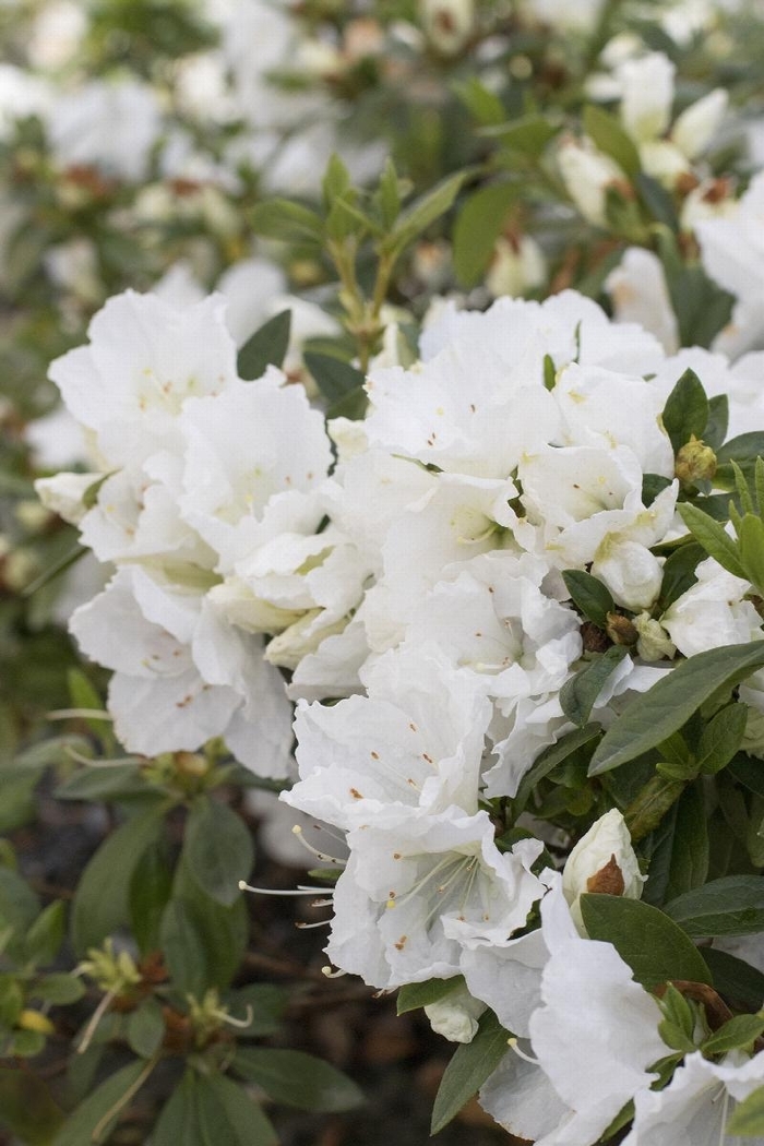 Alaska Azalea - Azalea belgian indica 'Alaska' from Sloat Gardens