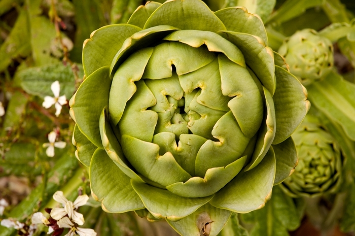 Improved Green Globe Artichoke - Artichoke 'Improved Green Globe' from Sloat Gardens