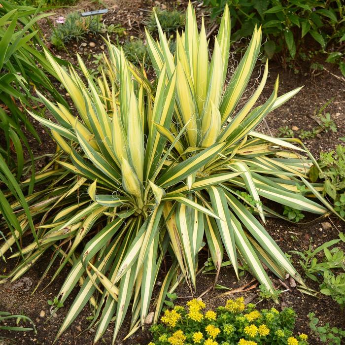 Yucca - Yucca filamentosa 'Golden Sword' from Sloat Gardens