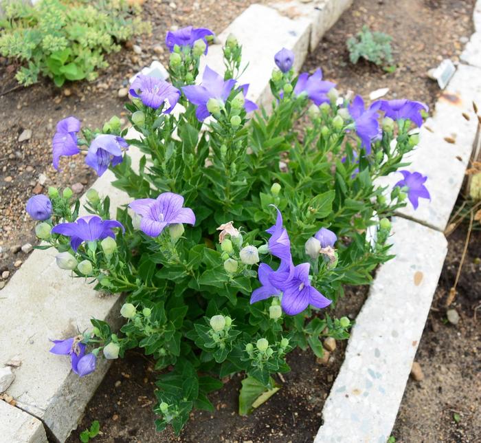 Balloon Flower - Platycodon grandiflorus 'Sentimental Blue' from Sloat Gardens
