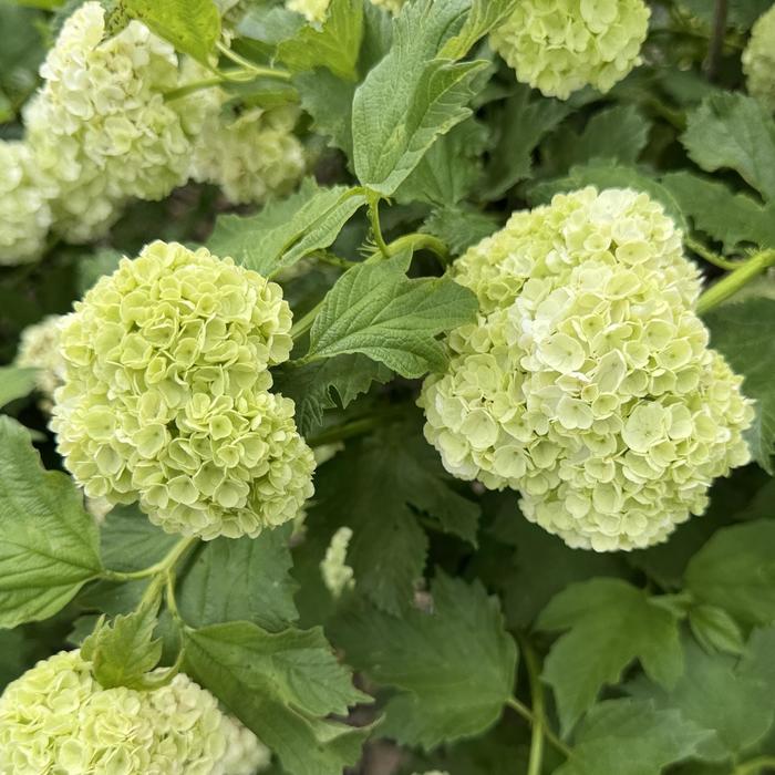 European Snowball Bush - Viburnum opulus 'Roseum' from Sloat Gardens