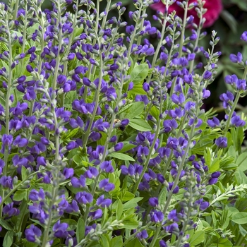 Baptisia australis - Blue False Indigo
