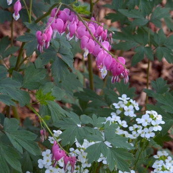 Dicentra spectabilis - Bleeding Heart-Old Fashioned