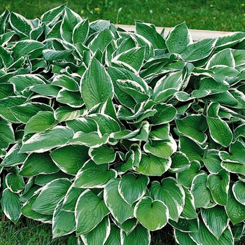 Hosta 'Francee' - PlantainLily