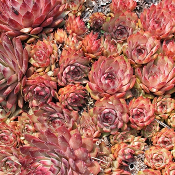 Sempervivum 'Red Beauty' - Hens & Chicks