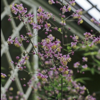 Thalictrum delavayi - Meadow Rue